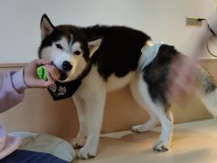 -Husky Go! 哈士奇体验馆·宠物咖啡厅狗咖