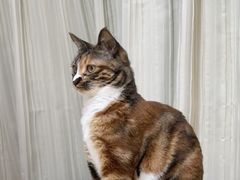 -萌兽医馆·宠物医院·猫骨科(创景店)