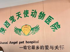 -天使宠物医院·犬猫分诊(彩虹店)