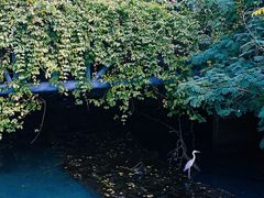 -华侨城湿地公园