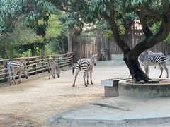 -泉州海丝野生动物世界