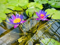 -国家植物园南园