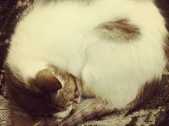 -猫色咖啡·猫咖