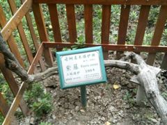 -徐家汇源景区-衡山公园