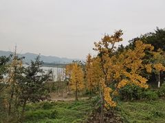 -金海湾滨江公园