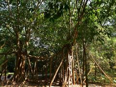 -中国科学院西双版纳热带植物园