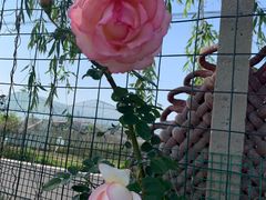 -同銮特种养殖场·龙虾垂钓