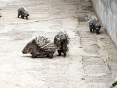 -昆明动物园