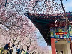 -桃花堤公园