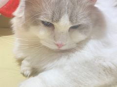 -1013 PET SHOP精品宠物商店(丁香店)