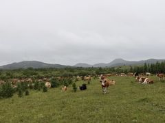 -御道口草原森林风景区