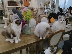 -共舞时光猫咖·狗咖(新街口店)