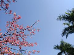 -深圳湾公园(南山区)