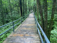 -五营红松林海景区