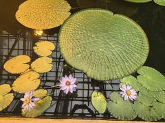 -国家植物园南园