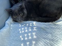 -爱侣宠医·鹦鹉专科·小型哺乳类·异宠专科(灵石路店)