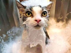 -PETKIT小佩宠物·低压洗护(国顺东路店)