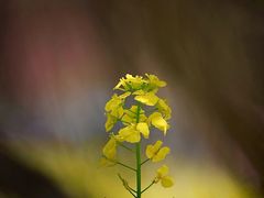 -光明小镇欢乐田园