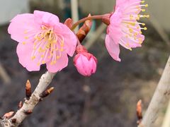 -满记甜品(苏州中心店)