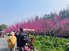 -上海海湾国家森林公园