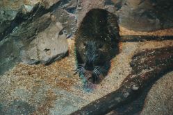 -酷嗒动物文化乐园(cutezoo西溪乐天城店)