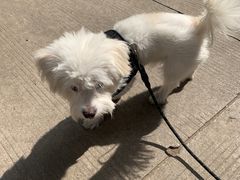 -美美酱宠物(外运路小区店)