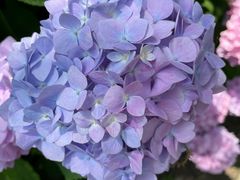 -上海滨江森林公园