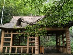 -汤旺河林海奇石景区