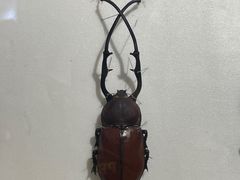 -上海昆虫博物馆