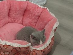 -猫力发电所·宠物专门店