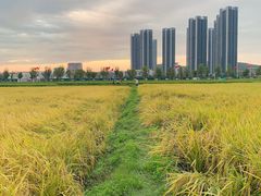 -光明小镇欢乐田园