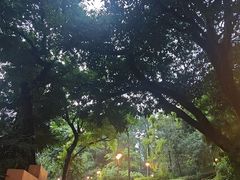 -九龙公园