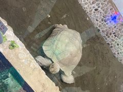 -上海大自然野生昆虫馆(东方明珠·爬宠昆虫探索中心)