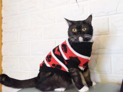 -猫咖时代(中山亭店)
