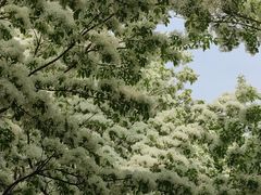 -泰丰公园
