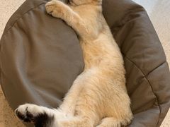 -飞行喵MR PILOT|猫舍·猫咖(静安大融城店)