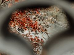 -昆山城市生态森林公园