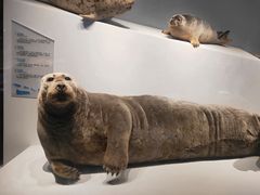 -贝林大翅鲸简餐厅(国家海洋博物馆店)