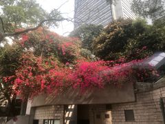 -香港大学