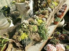 -三圣花乡旅游区