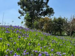 -白鹭湾湿地公园