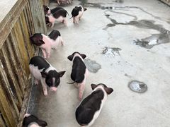 -广州长隆飞鸟乐园