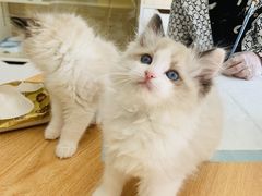 -柚子猫舍·精品猫舍购猫·猫咪认养·购宠·宠物店