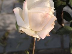 -东方巨龟苑景区