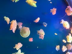 -太平洋海底世界