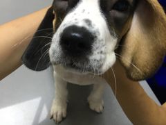 -爱侣宠医·鹦鹉专科·小型哺乳类·异宠专科(灵石路店)