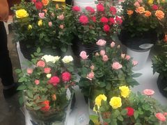 -秦美花卉(天朗·莱茵小城2期店)