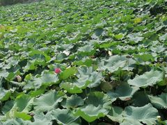 -南通濠河风景名胜区