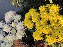 -杭州植物园