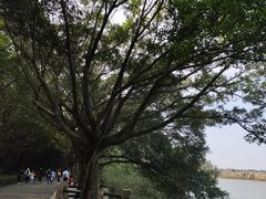 -大湾区中央湿地公园